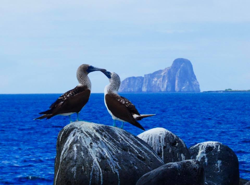 Blue Footed Boobies appear to kiss on the Galapagos Islands
