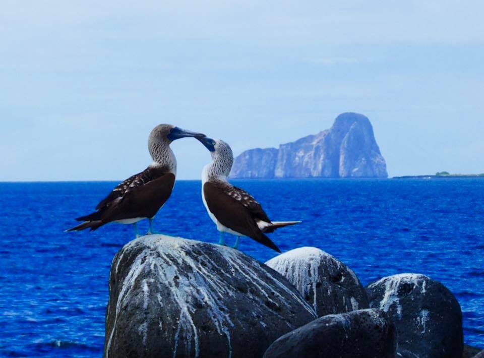 Pair of Blue Footed Boobies appear to kiss on the Galapagos Islands
