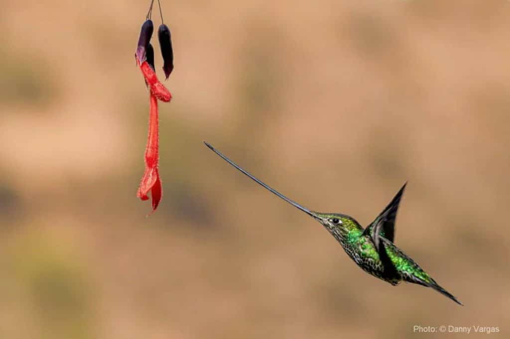 Sword-billed Hummingbird 
© Danny Vargas