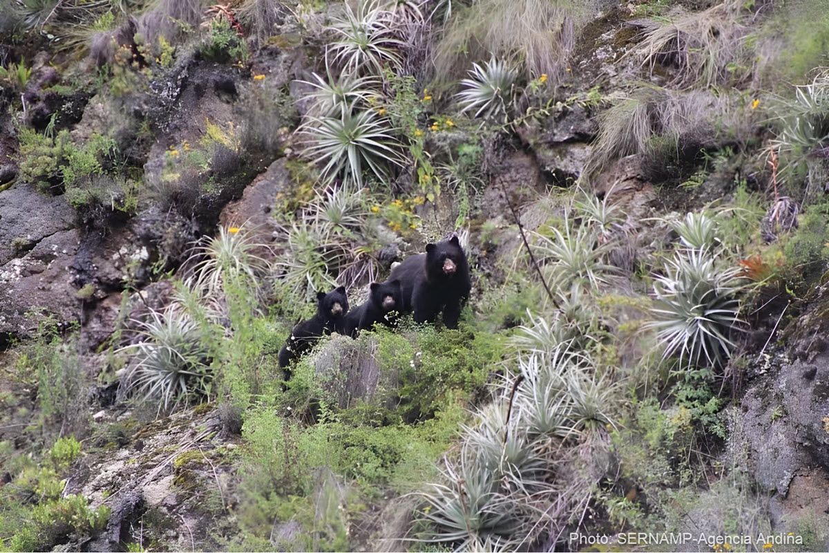 Andean bear mother and her two cubs at Machu Picchu | Peru Travel Blog Andean bear mother and her two cubs at Machu Picchu