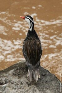 Torrentes duck in the Vilcanota river Machu Picchu Peru | Peru Travel Blog Torrentes duck in the Vilcanota river Machu Picchu Peru.