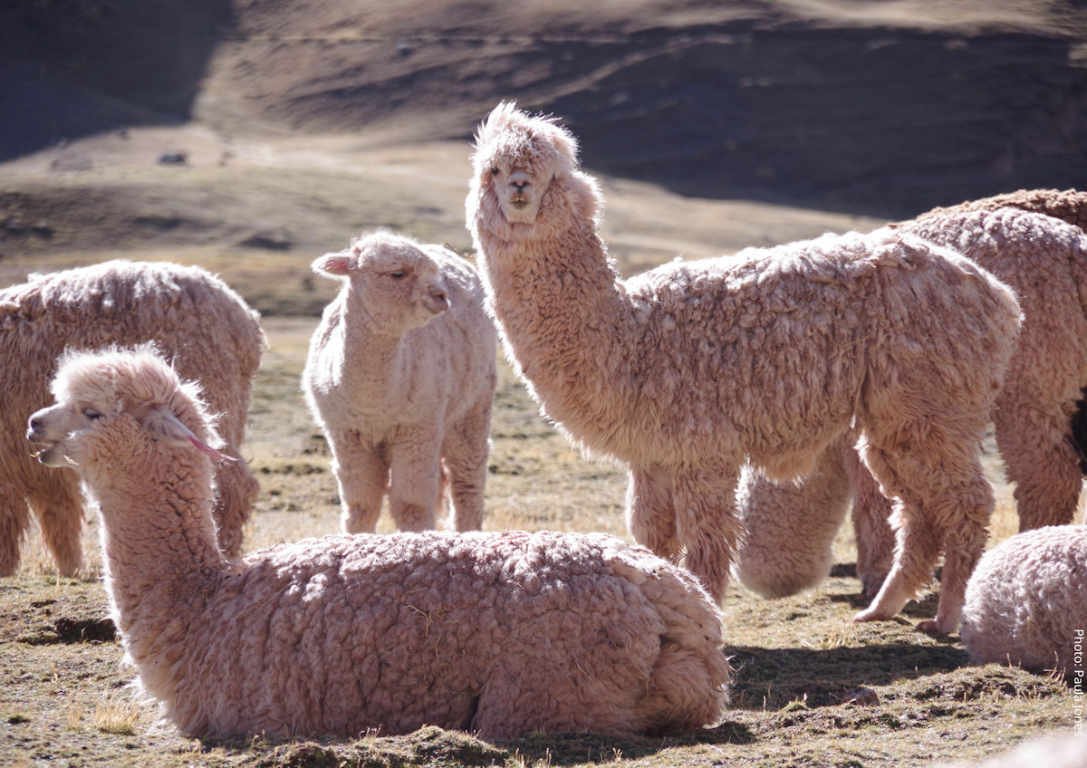 Fluffy White Alpacas Grazing on the High-Altitude Puna Along the Ausangate Trek, Cusco, Peru | Peru Travel Blog A herd of fluffy white and cream-colored alpacas resting and grazing on the high-altitude puna grassland along the Ausangate Circuit trek, with golden-brown Andean hills in the background, Cusco region, Peru