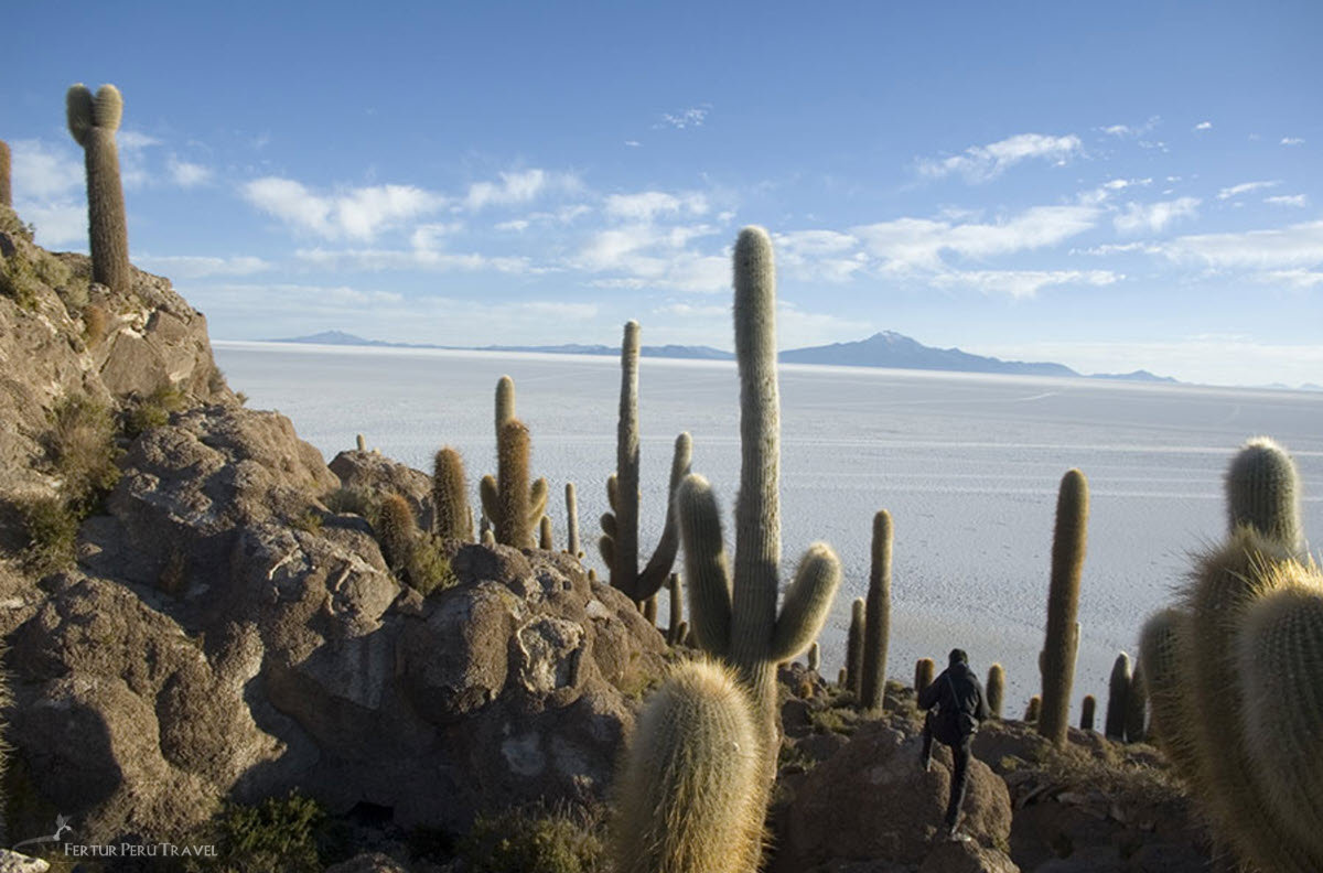Giant Cacti on Isla Incahuasi Rising Above the Salar de Uyuni Salt Flats, Bolivia | Peru Travel Blog A lone traveler hikes among towering giant cacti on the rocky outcrop of Isla Incahuasi, with the vast silver-white expanse of the Salar de Uyuni salt flats and distant volcanic peaks stretching to the horizon, Bolivia
