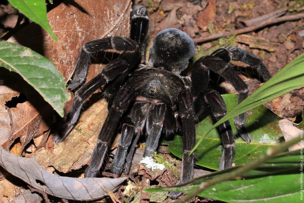 Tarantula in Tambopata | Amazon Rainforest, Peru | Peru Travel Blog A large tarantula photographed on the forest floor in Tambopata, Peru.