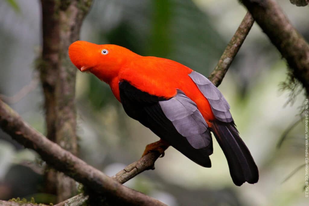 Male Andean Cock-of-the-Rock Perched in Cloud Forest, Peru's National Bird | Peru Travel Blog A stunning close-up portrait of a male Andean Cock-of-the-Rock (Rupicola peruvianus) — Peru's national bird — perched on a forest branch in its cloud forest habitat. Photo: © Bill Bouton, via Wikimedia Commons, CC BY-SA 2.0.