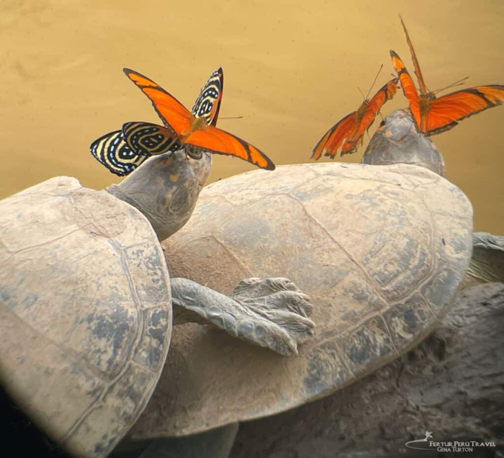 Butterflies & River Turtles in the Amazon | Tambopata Peru | Peru Travel Blog Watch butterflies drink from river turtles' eyes in Tambopata — one of the Amazon's most extraordinary wildlife moments.