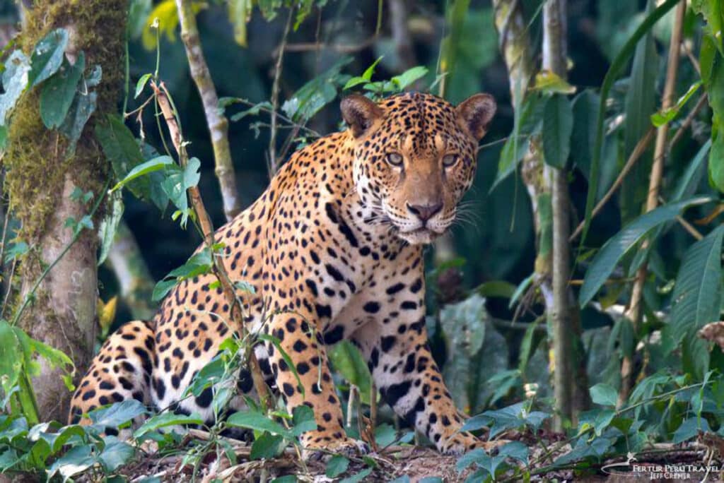 Jaguar Sighting in Tambopata | Amazon Wildlife Peru | Peru Travel Blog A rare jaguar spotted in Tambopata, Peru — the Amazon's most powerful predator in the wild. Photo: Jeff Cremer.