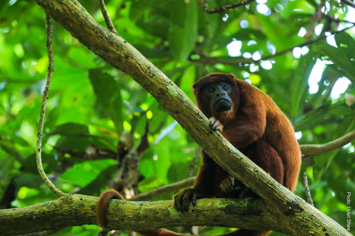 Amazon Wildlife: Red Howler Monkeys in Tambopata | Peru | Peru Travel Blog The red howler monkey is one of Tambopata's most unforgettable sights — and sounds. Discover the best spots to see Amazon wildlife on your Peru jungle trip. Photo: Dylan Shaw
