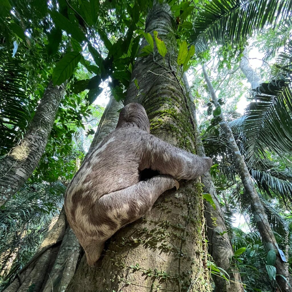 Three-Toed Sloth in the Amazon | Tambopata Wildlife Peru | Peru Travel Blog Spot three-toed sloths clinging to rainforest giants in Tambopata, Peru. Discover the Amazon's most unhurried resident on a jungle tour with Fertur Peru Travel.