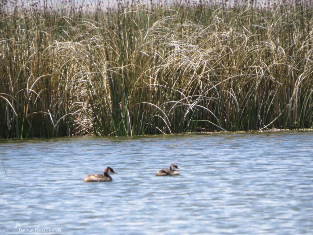 Totora reeds along marshy short of Lake Titicaca | Peru Travel Blog Two small waterfowl swimming near tall totora reeds along the marshy shoreline of Lake Titicaca.