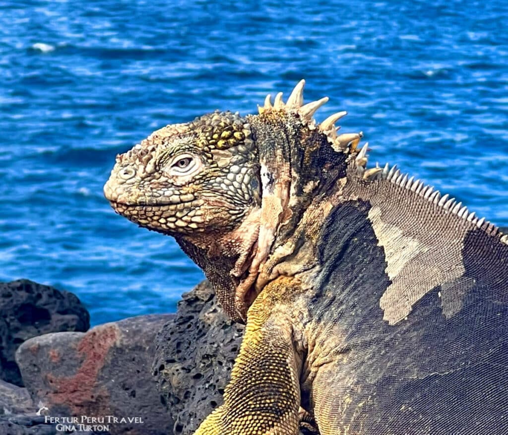Galápagos Marine Iguana on Volcanic Rock, Ecuador | Photo: Gina Turton | Peru Travel Blog A close-up portrait of a Galápagos marine iguana basking on black volcanic rock, its textured scales, spiny dorsal crest, and striking golden-green coloring vivid against the deep blue Pacific Ocean behind it. Photo credit: Fertur Perú Travel / Gina Turton.