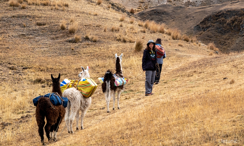 Joven excursionista recorriendo un sendero local con gente del pueblo en el Cañón del Colca en Arequipa, Perú, junto con su familia, tres llamas y un guía. 