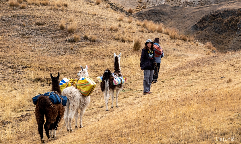 Joven excursionista recorriendo un sendero local con gente del pueblo en el Valle Sagrado, Perú, junto con su familia, tres llamas y un guía. 