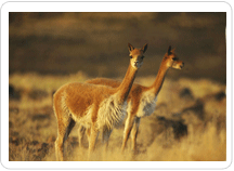 Rebaño de vicuñas en Pampa Cañahua