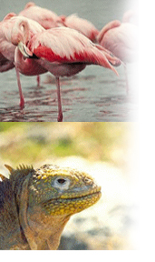 You'll see Flamencos and Iguanas close up during your four-day Galapagos Tour Package.