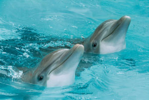  Delfines  - Los Delfines Hotel Lima