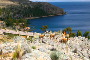 Naturaleza, tranquilidad y bellos paisajes en el Casa Andina Isla Suasi