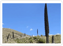 Planta Puya Raimondi en Huaraz