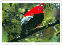 Gallito de las Rocas, el ave nacional del Perú, lo puedes ver en nuestros tours al Manu