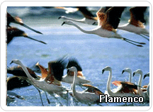 Panorámica de Flamencos Paracas Flamencos Paracas