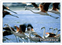 Flamencos Paracas