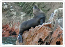 A sea lion suns himself on the rocky shoals of the Ballestas Islands. 