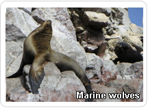 Paracas wolves