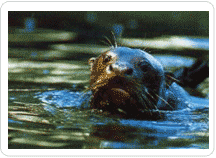 Nutria gigante del Manu