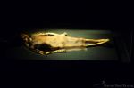 The Lady Cao mummy.