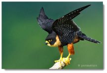 Bat Falcon