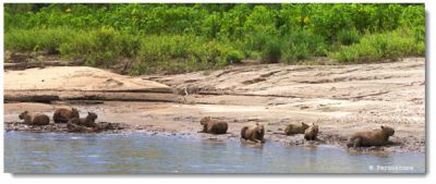 Capybara