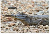 Tambopata caiman