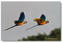 Macaws in flight over Tambopata