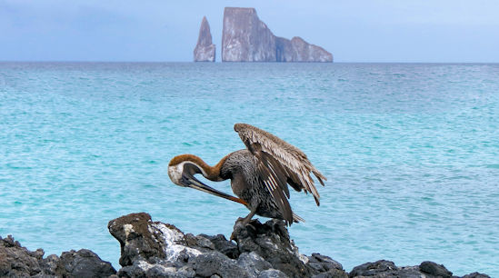 Galapagos Islands - Birds