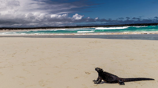 Galapagos Island - Reptile image