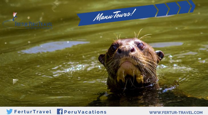 Manu National Park from Cusco 6 days - Photo Giant River Otter - Fertur Peru Travel