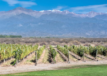 4 días en Mendoza: Visita al principal viñedo productor de vino Malbec