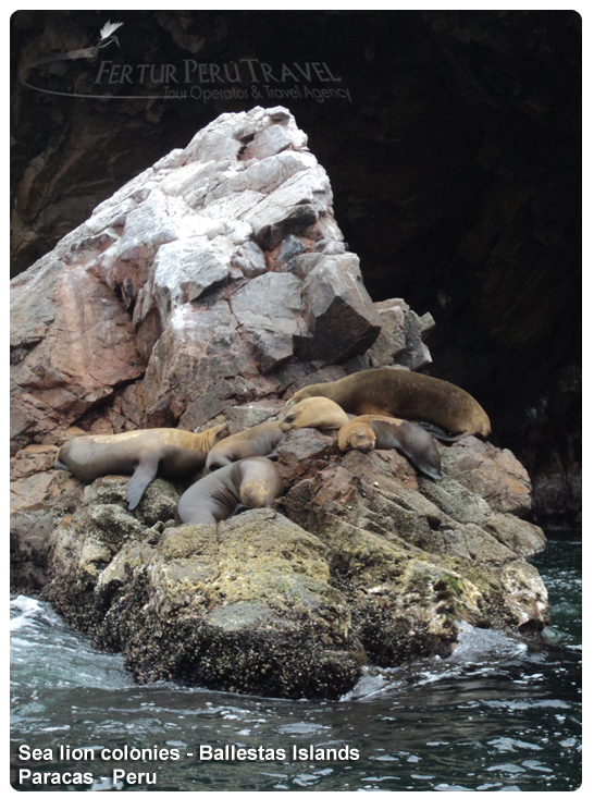 Day Trip Paracas Ballestas Islands Tour: sea lions sleeping image