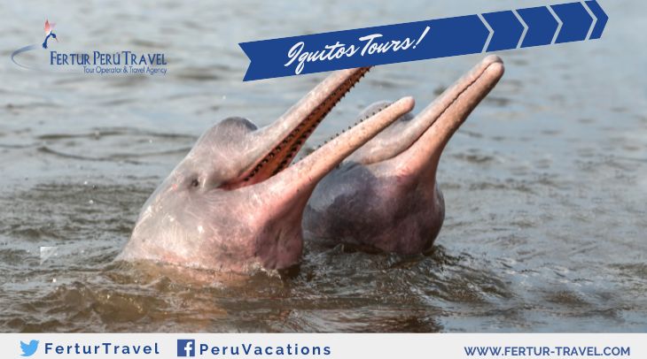 Muyuna Lodge in Peru - Amazon River Pink Dolphin Image