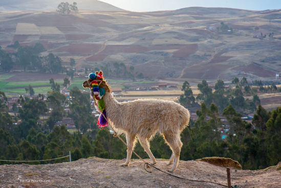 A golden llama with colorful tassels stands on a hillside cliff overlooking the Sacred Valley of the Inca.