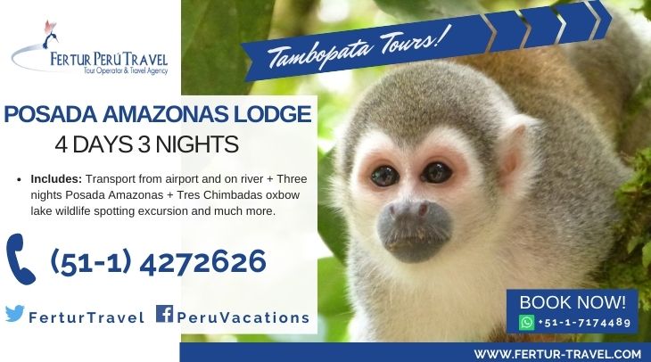 Image of a monkey in the Peruvian jungle: Posada Amazonas Lodge 4 days - Fertur Peru Travel