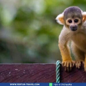 Black-capped squirrel monkey - Manu Reserve