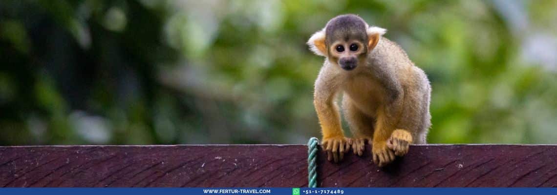 Black-capped squirrel monkey - Manu Reserve