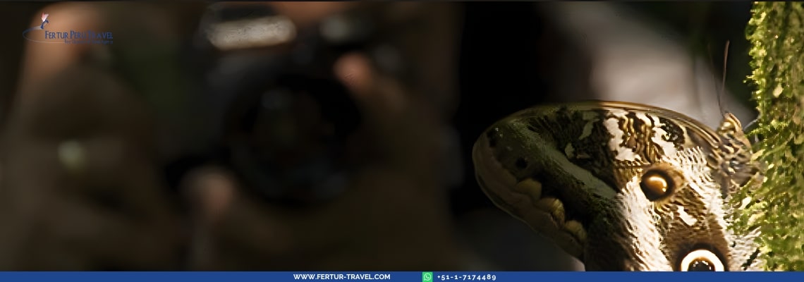 Primer plano de una mariposa morpho azul con su ocelo dorado siendo fotografiada en la penumbra de la selva de Tambopata — la extraordinaria biodiversidad de insectos, aves y fauna silvestre que usted captará con su cámara en este tour fotográfico por Madre de Dios.