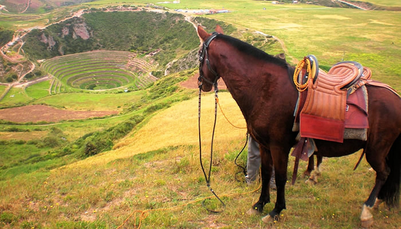 Caballo de Paso Peruano sobre las Ruinas Incas de Moray - Paseos a caballo en Cusco