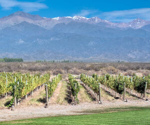 4 Days in Mendoza: Wine Tours and Travel Package. Book Now!