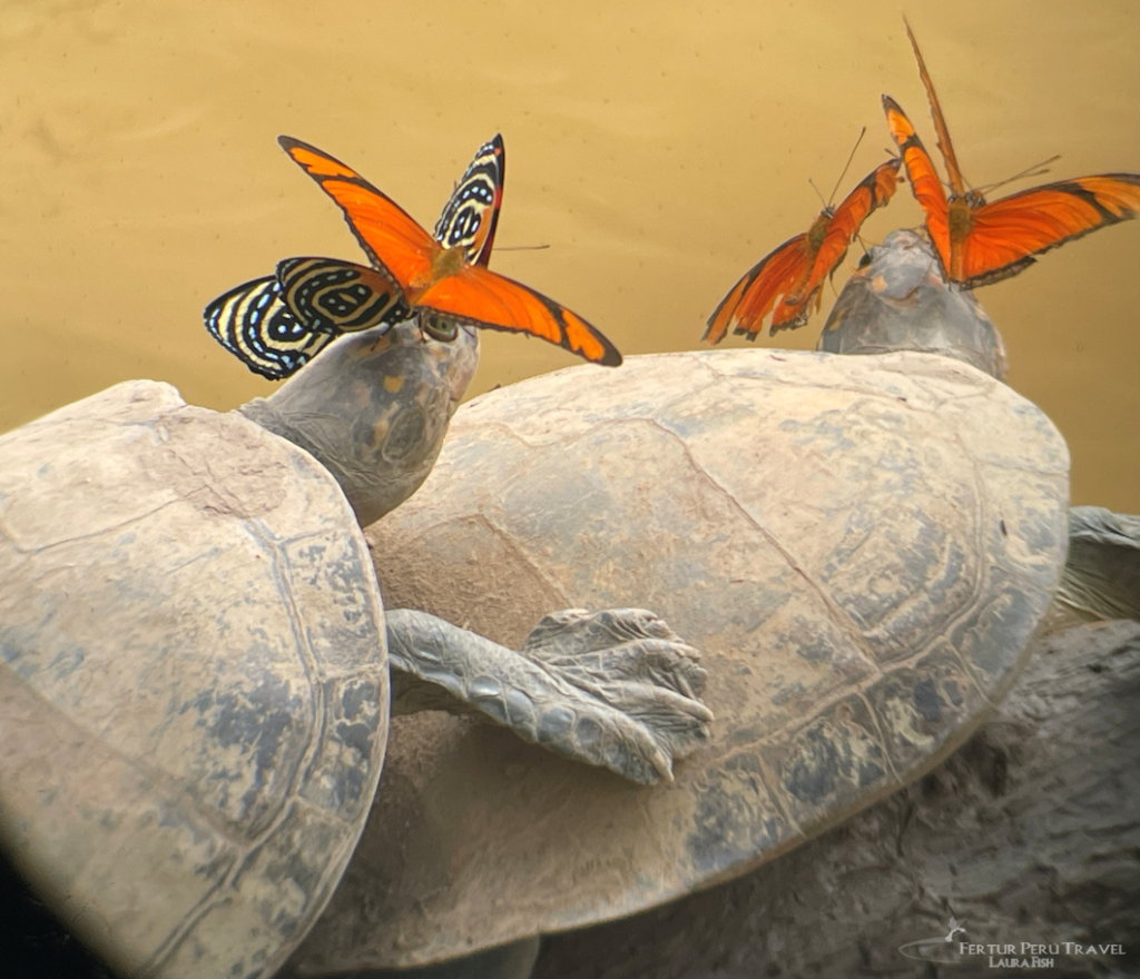 tambopata turtles and butterflie