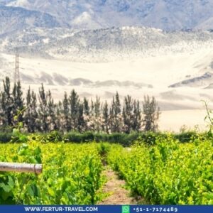 Pisco and wine vineyard tours in Ica Peru