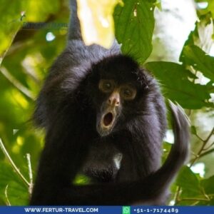 Close-up of a spider monkey in the Amazon rainforest at Manu Wildlife Center on a 4-day Madre de Dios region tour