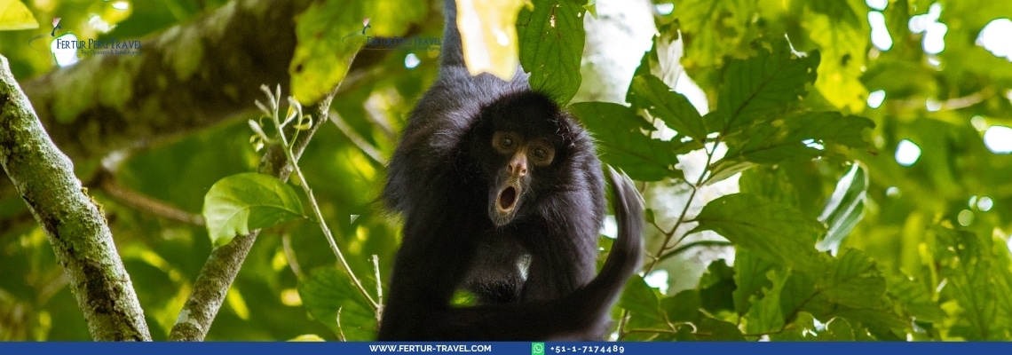 Mono araña de vientre blanco trepando entre las ramas del dosel amazónico del Parque Nacional del Manu con expresión sorprendida — uno de los primates que usted podrá observar en su hábitat natural durante este tour de 4 días al Manu Centro de Vida Silvestre.